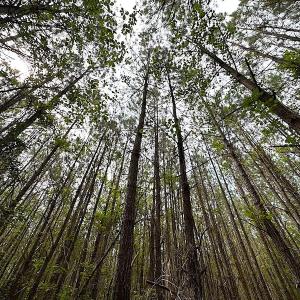 Photo #7 of SOLD property in Off Blue Star Hwy, Jarratt, VA 20.0 acres