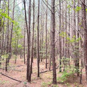 Photo #8 of SOLD property in Off Blue Star Hwy, Jarratt, VA 20.0 acres