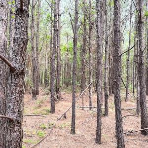 Photo #9 of SOLD property in Off Blue Star Hwy, Jarratt, VA 20.0 acres