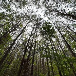 Photo #10 of SOLD property in Off Blue Star Hwy, Jarratt, VA 20.0 acres