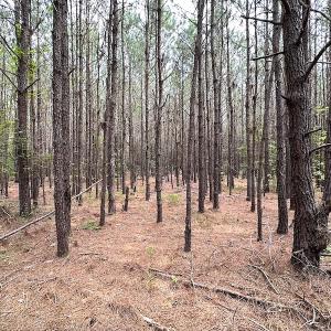 Photo #12 of SOLD property in Off Blue Star Hwy, Jarratt, VA 20.0 acres