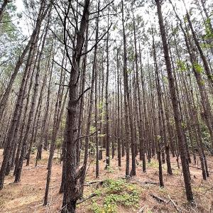 Photo #13 of SOLD property in Off Blue Star Hwy, Jarratt, VA 20.0 acres