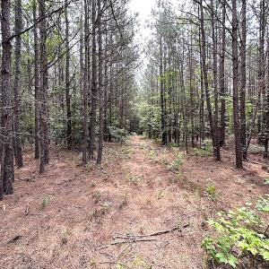 Photo #14 of SOLD property in Off Blue Star Hwy, Jarratt, VA 20.0 acres