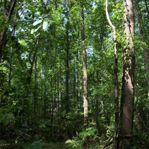 Photo #10 of Off Howard Avenue Extension, Tarboro, NC 32.0 acres