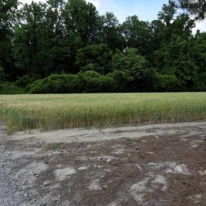 Photo #11 of Off Howard Avenue Extension, Tarboro, NC 32.0 acres
