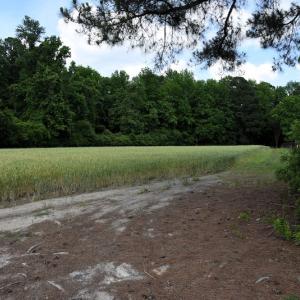 Photo #12 of Off Howard Avenue Extension, Tarboro, NC 32.0 acres