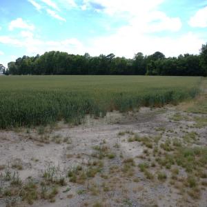 Photo #13 of Off Howard Avenue Extension, Tarboro, NC 32.0 acres