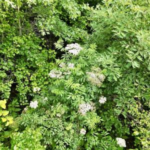 Photo #10 of SOLD property in Off Burchette Road, Manson, NC 12.7 acres