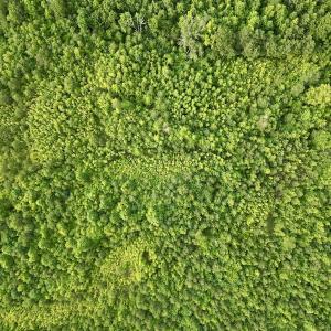 Photo #12 of SOLD property in Off Burchette Road, Manson, NC 12.7 acres