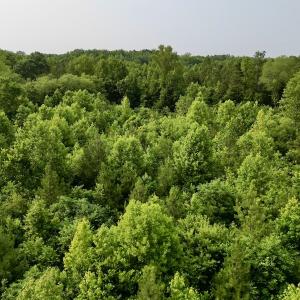 Photo #13 of SOLD property in Off Burchette Road, Manson, NC 12.7 acres