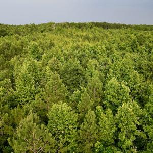 Photo #14 of SOLD property in Off Burchette Road, Manson, NC 12.7 acres