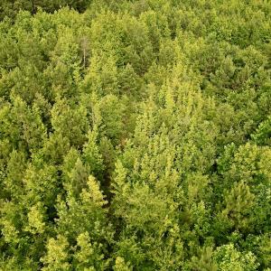Photo #15 of SOLD property in Off Burchette Road, Manson, NC 12.7 acres