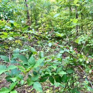 Photo #16 of SOLD property in Off Burchette Road, Manson, NC 12.7 acres