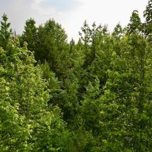 Photo #20 of SOLD property in Off Burchette Road, Manson, NC 12.7 acres
