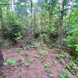 Photo #21 of SOLD property in Off Burchette Road, Manson, NC 12.7 acres