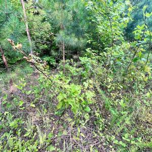 Photo #23 of SOLD property in Off Burchette Road, Manson, NC 12.7 acres