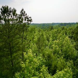 Photo #25 of SOLD property in Off Burchette Road, Manson, NC 12.7 acres