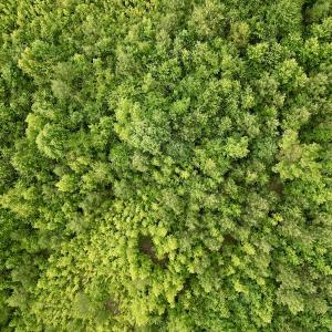 Photo #8 of SOLD property in Off Burchette Road, Manson, NC 12.7 acres
