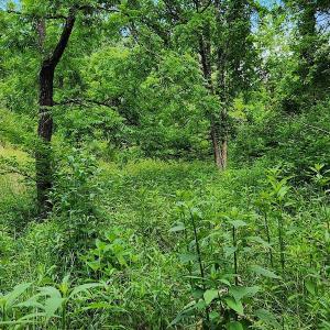 Photo #13 of SOLD property in 715 White Rock Gap Rd, Covington, VA 43.4 acres