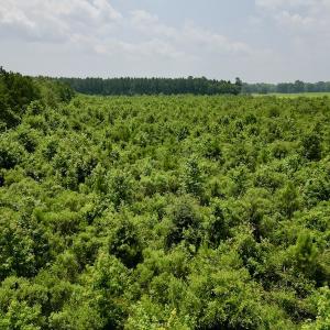 Photo #12 of SOLD property in Off Holly Neck Rd, Roper, NC 23.1 acres
