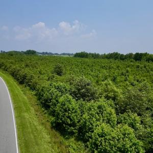 Photo #17 of SOLD property in Off Holly Neck Rd, Roper, NC 23.1 acres