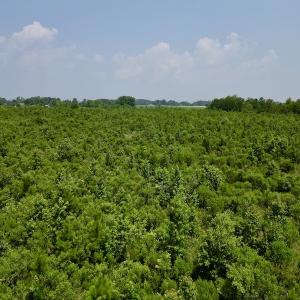 Photo #18 of SOLD property in Off Holly Neck Rd, Roper, NC 23.1 acres
