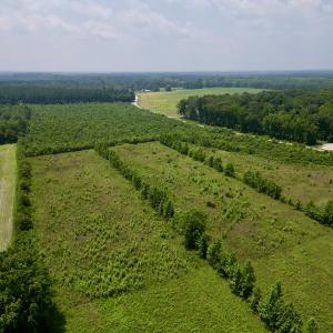 Photo #6 of SOLD property in Off Holly Neck Rd, Roper, NC 23.1 acres