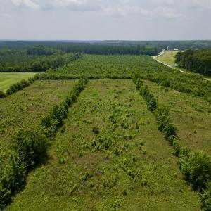 Photo #7 of SOLD property in Off Holly Neck Rd, Roper, NC 23.1 acres