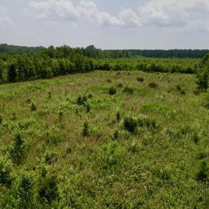 Photo #10 of SOLD property in Off Holly Neck Rd, Roper, NC 23.1 acres