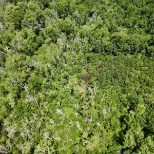 Photo #11 of SOLD property in Off Trey Rd, Wilson, NC 29.9 acres