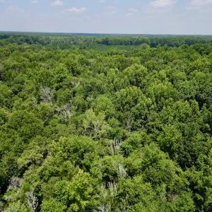 Photo #12 of SOLD property in Off Trey Rd, Wilson, NC 29.9 acres