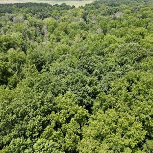 Photo #13 of SOLD property in Off Trey Rd, Wilson, NC 29.9 acres