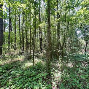 Photo #5 of SOLD property in Off Trey Rd, Wilson, NC 29.9 acres
