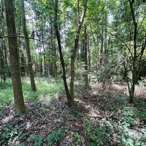 Photo #9 of SOLD property in Off Trey Rd, Wilson, NC 29.9 acres