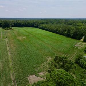 Photo #2 of SOLD property in Off Highway 33, Chocowinity, NC 169.5 acres