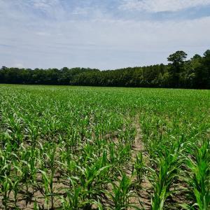 Photo #15 of SOLD property in Off Highway 33, Chocowinity, NC 169.5 acres