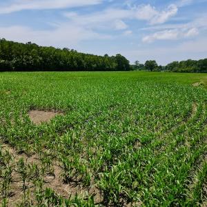Photo #18 of SOLD property in Off Highway 33, Chocowinity, NC 169.5 acres