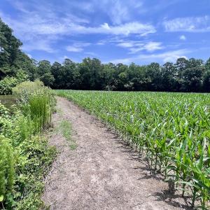 Photo #19 of SOLD property in Off Highway 33, Chocowinity, NC 169.5 acres