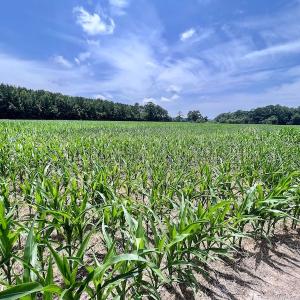 Photo #20 of SOLD property in Off Highway 33, Chocowinity, NC 169.5 acres