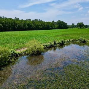 Photo #5 of SOLD property in Off Highway 33, Chocowinity, NC 169.5 acres