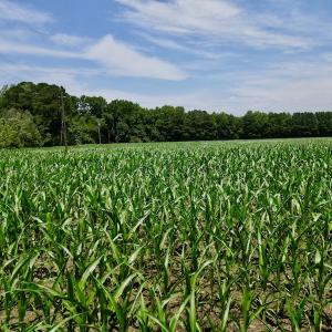 Photo #7 of SOLD property in Off Highway 33, Chocowinity, NC 169.5 acres