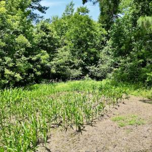 Photo #9 of SOLD property in Off Highway 33, Chocowinity, NC 169.5 acres