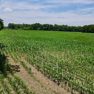 Photo #10 of SOLD property in Off Highway 33, Chocowinity, NC 169.5 acres