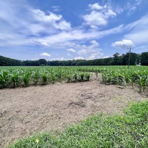 Photo #21 of SOLD property in Off Highway 33, Chocowinity, NC 169.5 acres