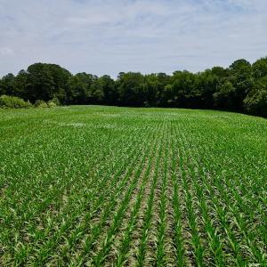 Photo #22 of SOLD property in Off Highway 33, Chocowinity, NC 169.5 acres