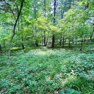 Photo #49 of SOLD property in 3598 Lower Fork Rd, Williamsville, VA 22.2 acres