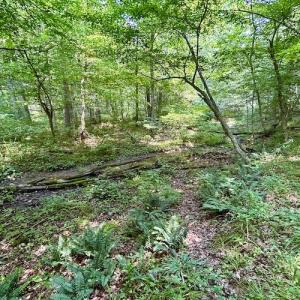 Photo #51 of SOLD property in 3598 Lower Fork Rd, Williamsville, VA 22.2 acres