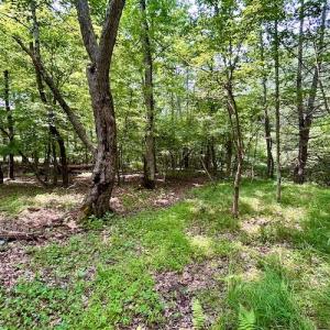 Photo #53 of SOLD property in 3598 Lower Fork Rd, Williamsville, VA 22.2 acres