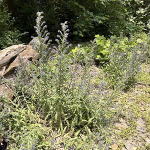 Photo #60 of SOLD property in 3598 Lower Fork Rd, Williamsville, VA 22.2 acres