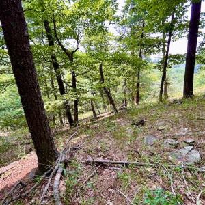 Photo #65 of SOLD property in 3598 Lower Fork Rd, Williamsville, VA 22.2 acres